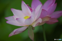 休耕田に咲く蓮　　い