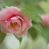 公園の椿
