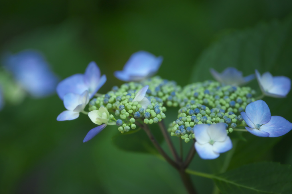 紫陽花　ほ