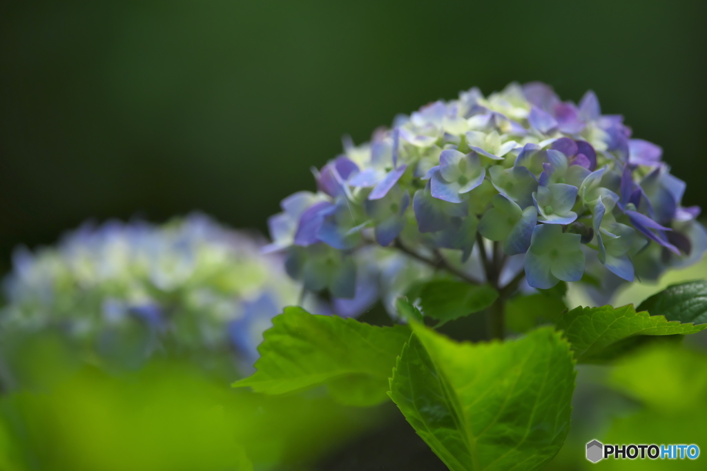 雨引山樂法寺の紫陽花　　四