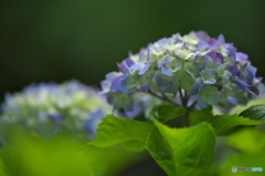 雨引山樂法寺の紫陽花　　四