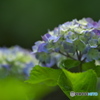 雨引山樂法寺の紫陽花　　四