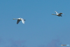 北へ帰る白鳥達