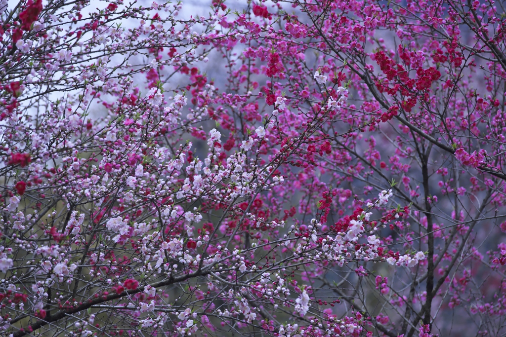 春爛漫に咲き誇る