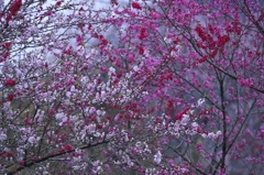 春爛漫に咲き誇る