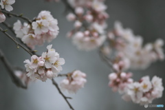 公園の桜　ハ