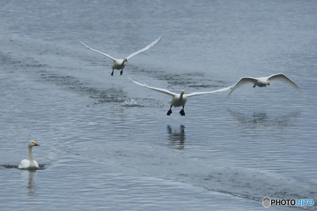 水の綺麗な清流の白鳥