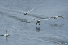 水の綺麗な清流の白鳥