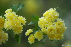 近くの公園に咲いていた花