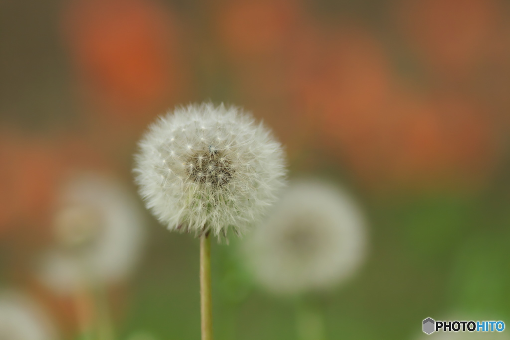 畦道のタンポポ