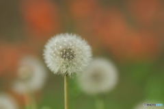 畦道のタンポポ