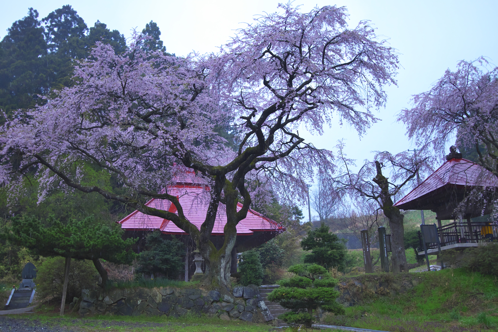 郡山の桜　ろ