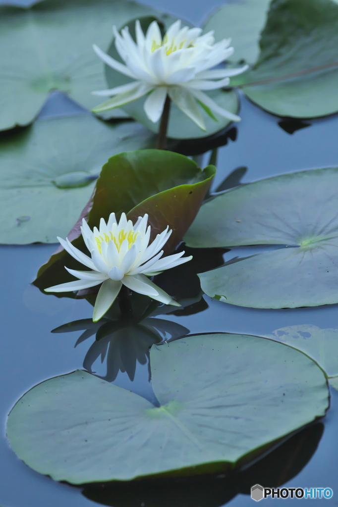 透明度の高い沼の睡蓮　四