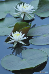 透明度の高い沼の睡蓮　四