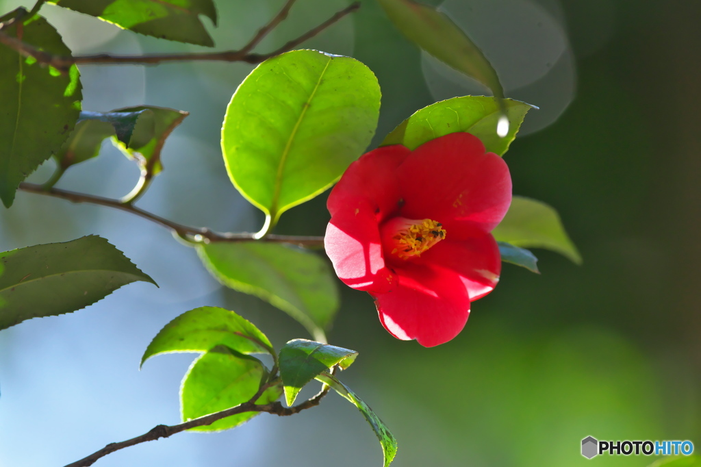 公園の山茶花