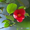 公園の山茶花