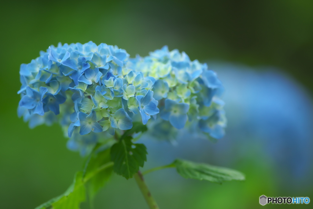 雨引山楽法寺の紫陽花　壱