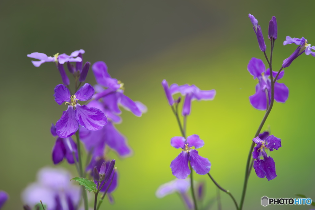 家の庭にも花が咲く