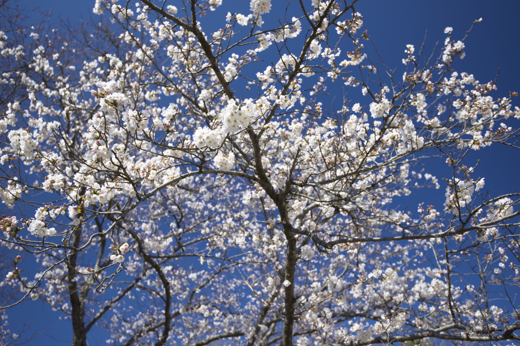 磯部公園の桜
