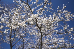 磯部公園の桜