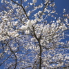 磯部公園の桜