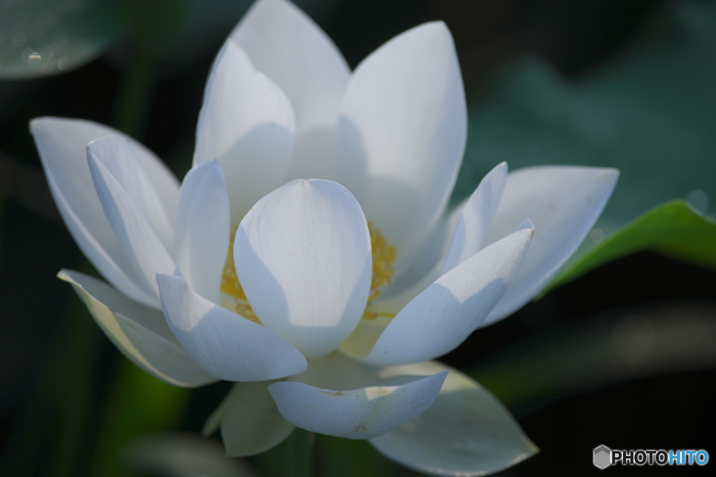 最近見つけたハス田