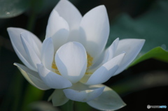 最近見つけたハス田