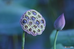 休耕田の蓮　Ⅱ