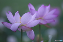 休耕田の蓮　a
