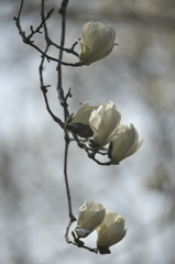 ハクモクレン　Ⅰ