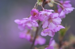 春爛漫の桜色　四