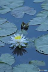 水の綺麗な沼に咲く睡蓮　　Ⅳ