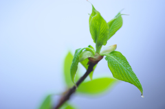 春の芽吹き
