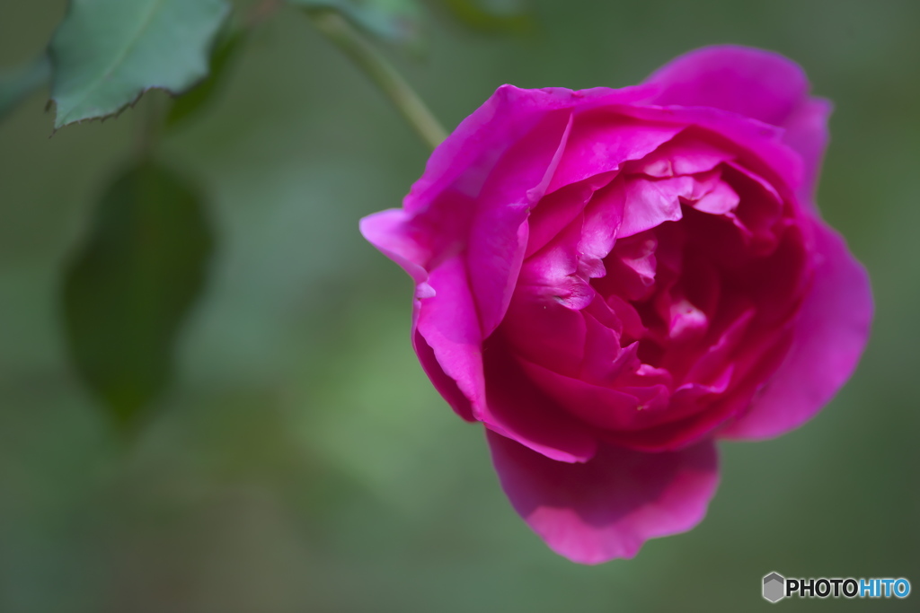 公園の秋のバラ