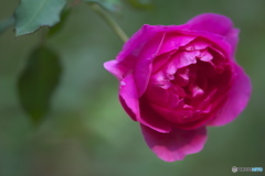 公園の秋のバラ