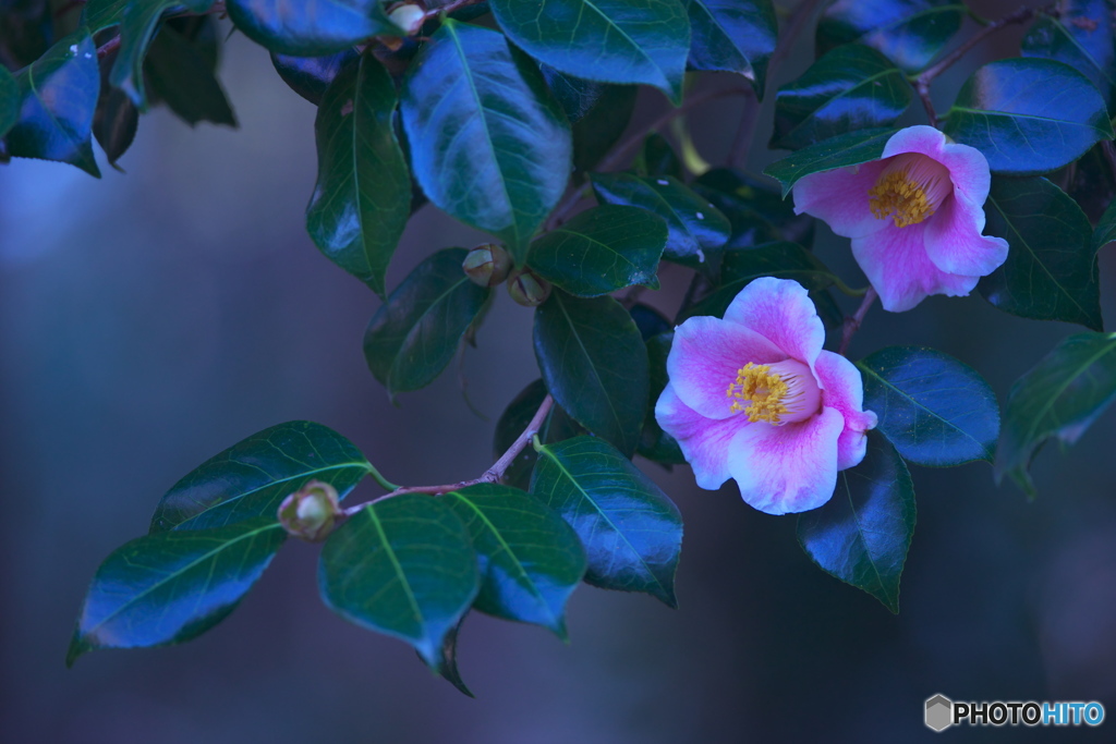 公園の山茶花