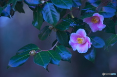 公園の山茶花