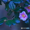公園の山茶花