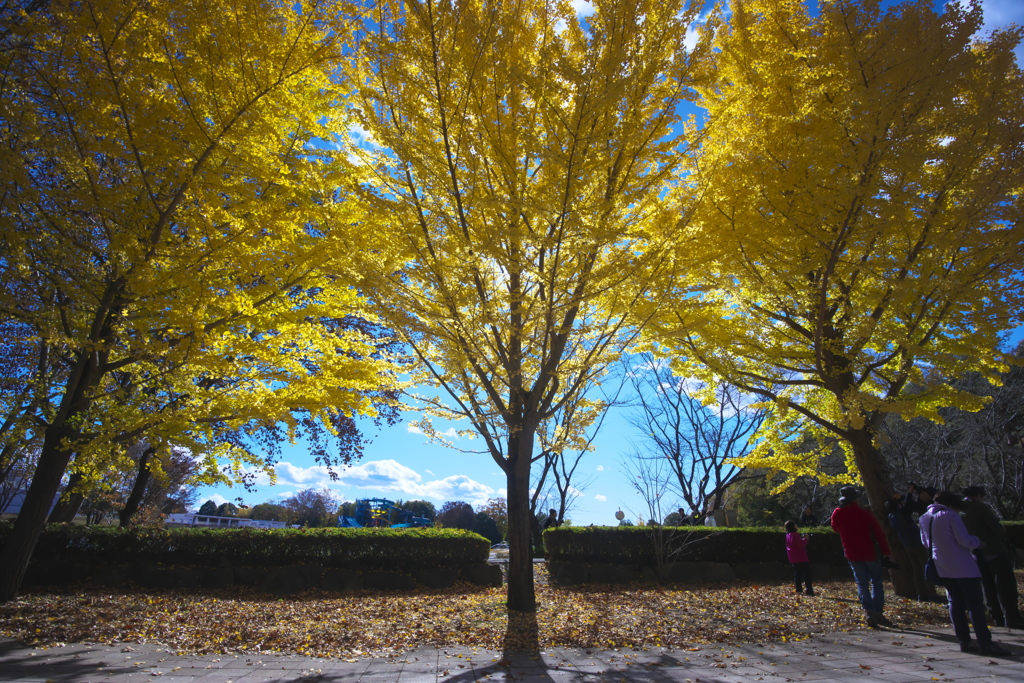 紅葉　い