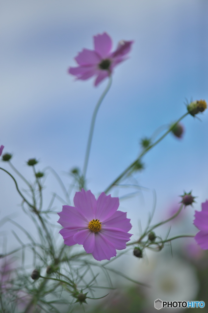 コスモス