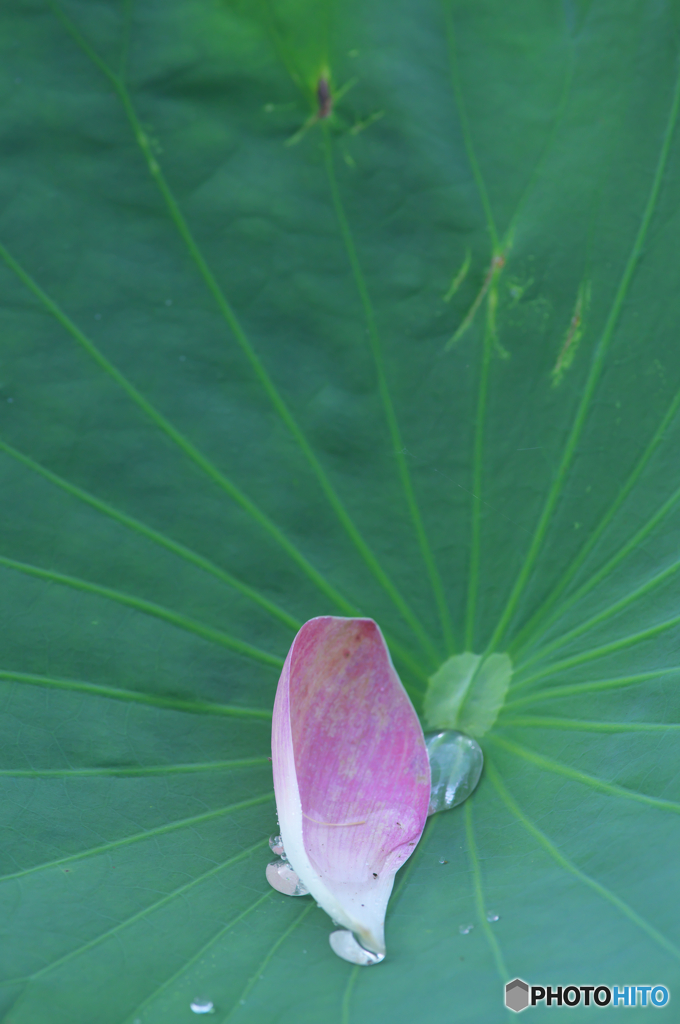 親水公園の蓮　ハ