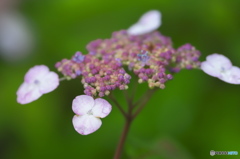 雨引観音の紫陽花　ハ