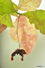 ツリバナ ツリバナ