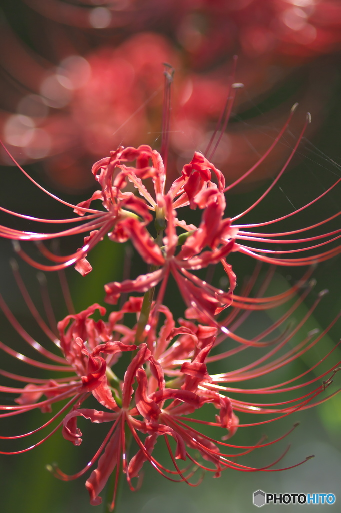 城山公園の彼岸花　