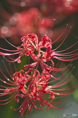 城山公園の彼岸花　