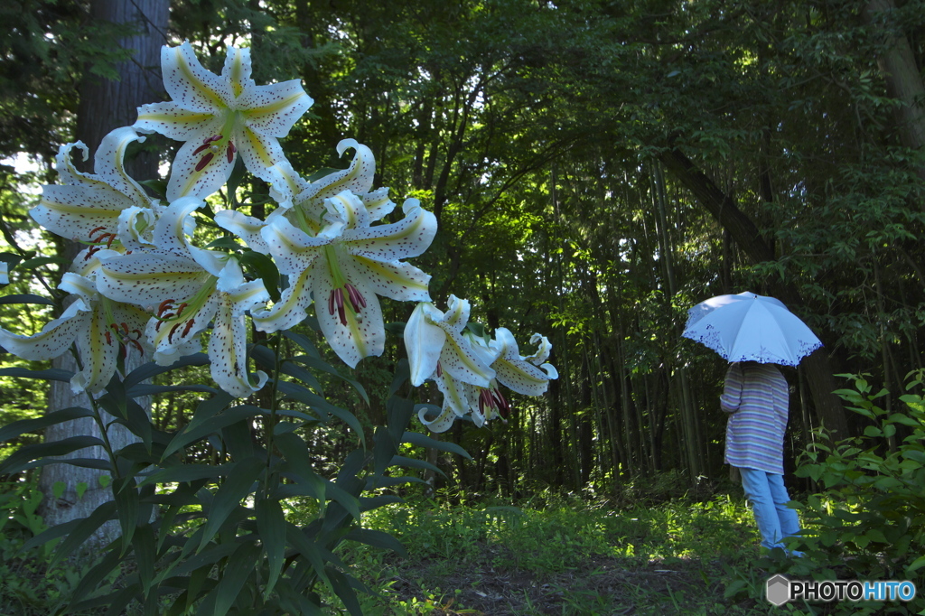 知人の庭に咲くヤマユリ　は