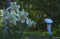 知人の庭に咲くヤマユリ　は