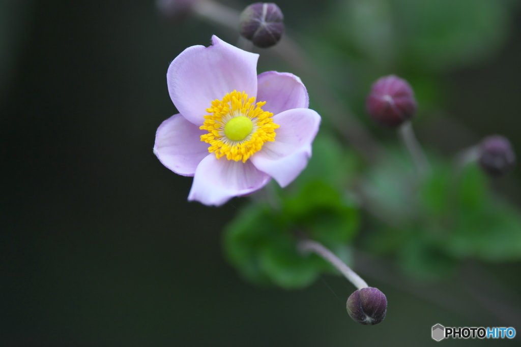 ピンクのシュウメイギク