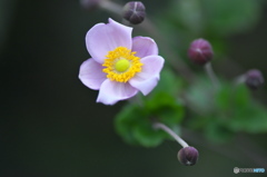 ピンクのシュウメイギク ピンクのシュウメイギク