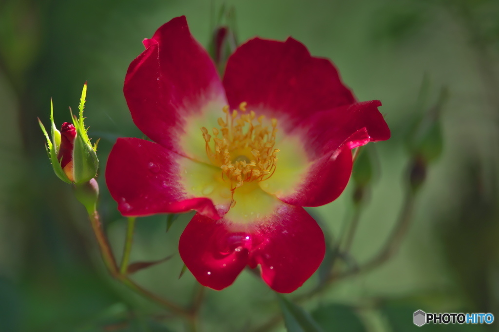 近くの大きな公園の薔薇　ろ